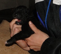 Des Vénus Noires - Dogue allemand - Portée née le 07/04/2012