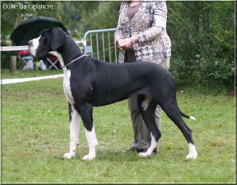 CH. Dollie De misandre