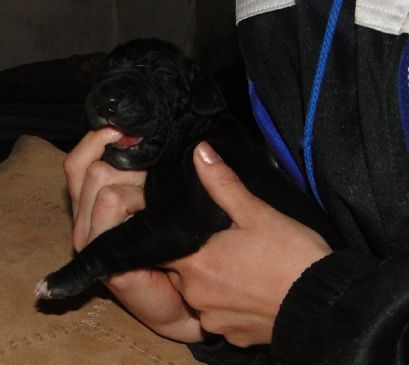 Des Vénus Noires - Dogue allemand - Portée née le 07/04/2012