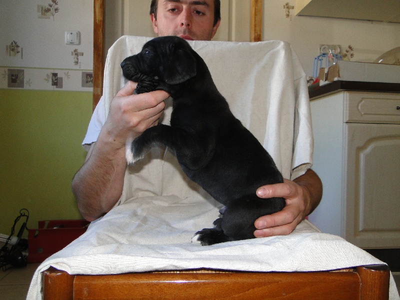 Des Vénus Noires - Dogue allemand - Portée née le 11/02/2014